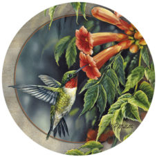 Hummingbird and Trumpet Vine Sandstone Coaster