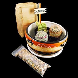 Boxed Cactus - 3 Cactus with Ceramic Bowl