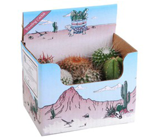 Boxed Cactus - Six Small