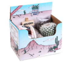 Boxed Cactus - 3 with Ceramic Bowl