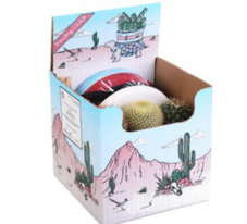 Boxed Cactus - 3 cactus with Ceramic Bowl