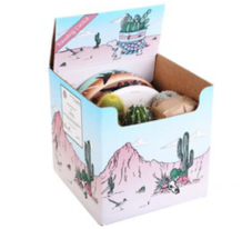 Boxed cactus - 5 Cactus with Ceramic Bowl