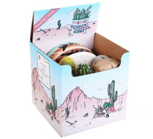 Boxed cactus - 5 Cactus with Ceramic Bowl