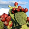 Prickly Pear Cactus w Fruit
