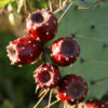 Prickly Pear Cactus