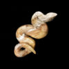 Zuni Snake Carving Fetish by Coble