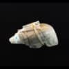Leekya Picasso Marble Zuni Bear Fetish - Image 3