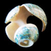 Beautifully Unique Shell Eagle Fetish