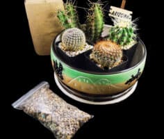Boxed cactus – 5 Cactus with Ceramic Bowl