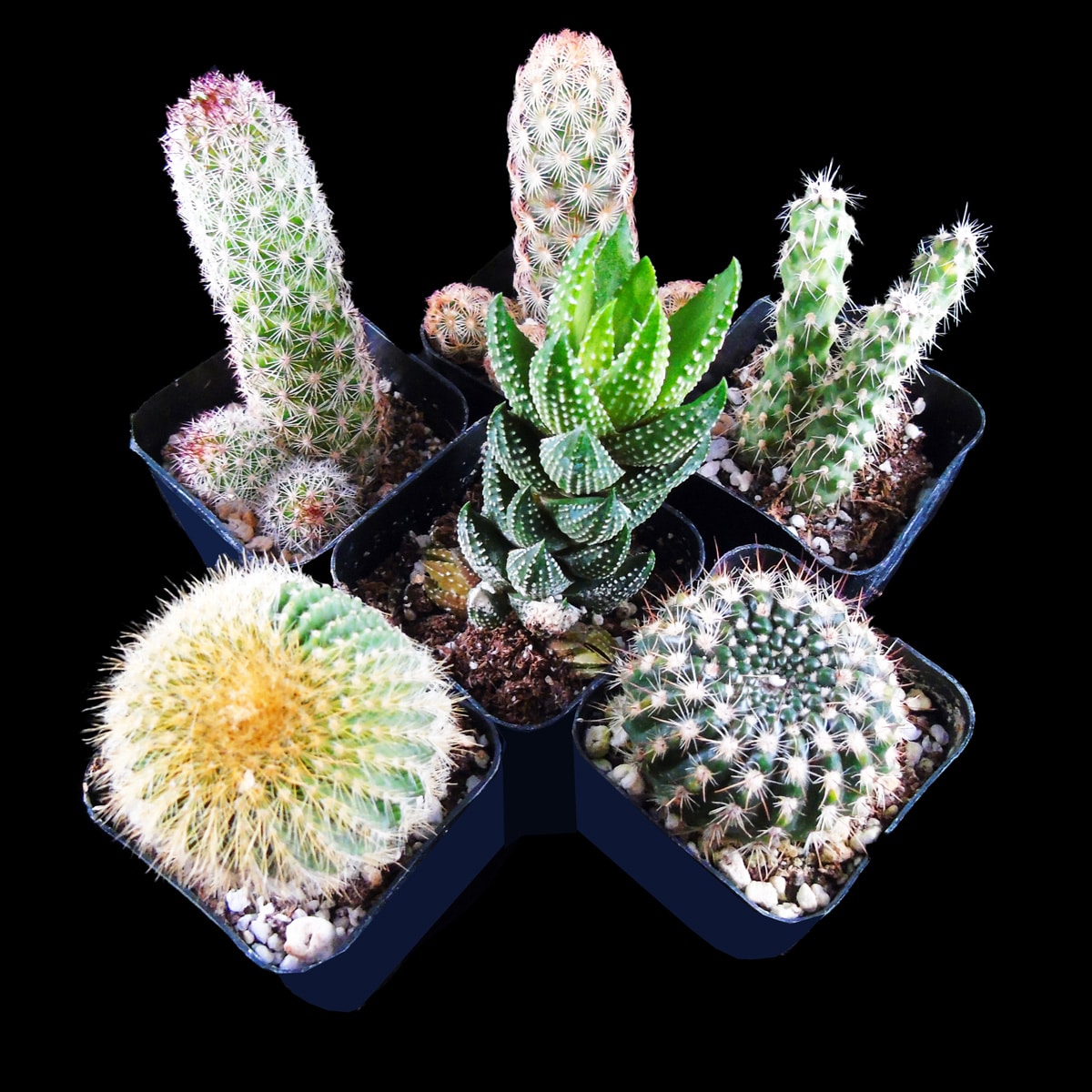 Boxed Cactus - Six Small